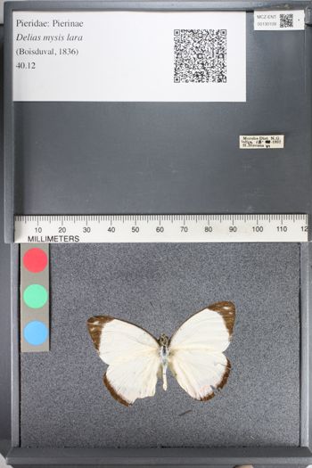 Media type: image;   Entomology 130109